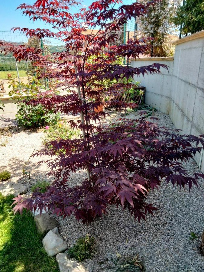 B&B La Casa Di Giuliana Cermignano ภายนอก รูปภาพ