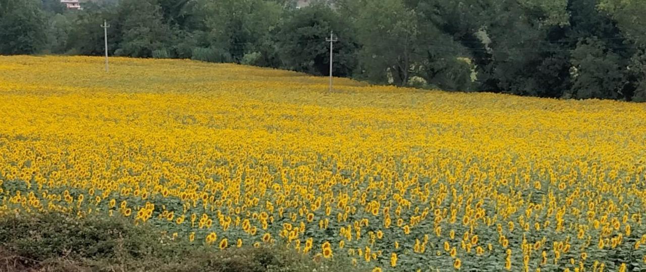 B&B La Casa Di Giuliana Cermignano ภายนอก รูปภาพ